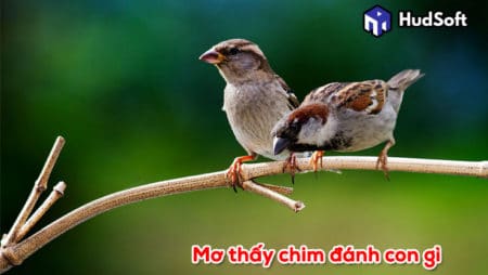 Mơ thấy chim đánh con gì? Giải đáp ý nghĩa giấc mơ thấy chim