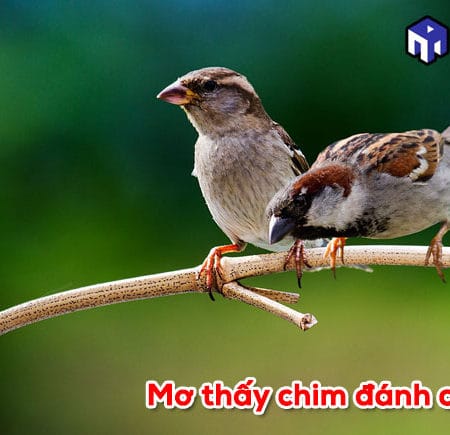 Mơ thấy chim đánh con gì? Giải đáp ý nghĩa giấc mơ thấy chim