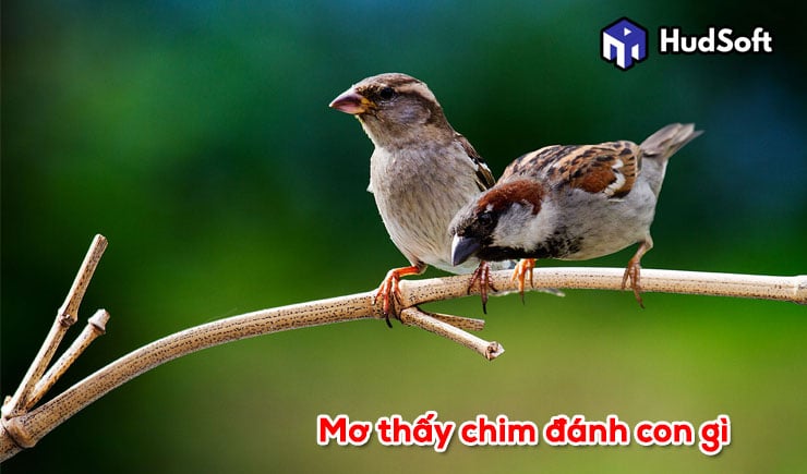 Mơ thấy chim đánh con gì? Giải đáp ý nghĩa giấc mơ thấy chim