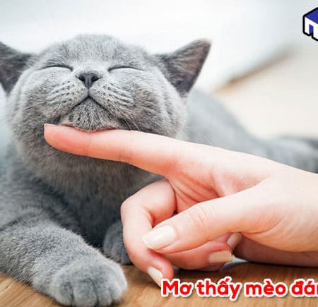 Giấc mơ thấy mèo đánh con gì và giải mã ở từng tình huống